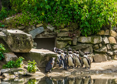 大殖民地非洲黑色的有足的企鹅在一起的动物园热带水鸟从的海岸非洲
