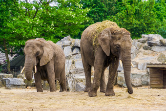 夫妇非洲<strong>大象</strong>在一起脆弱的动物specie从非洲