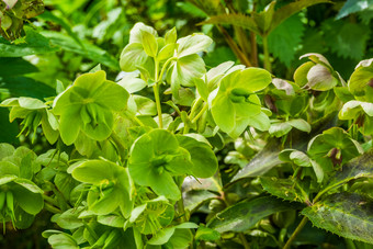 特写镜头藜芦植物常绿植物从欧亚大陆受欢迎的培养观赏花为的花园