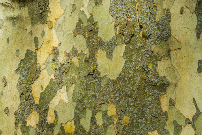 光滑的树树皮模式背景树自然捍卫机制软树树干