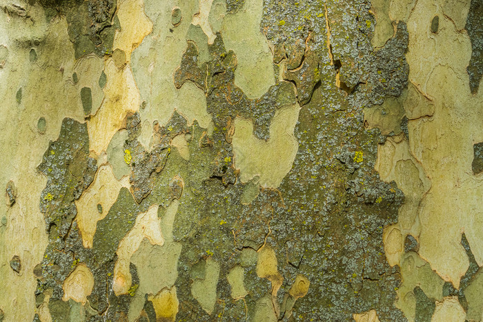 光滑的树树皮模式树自然捍卫机制软树树干