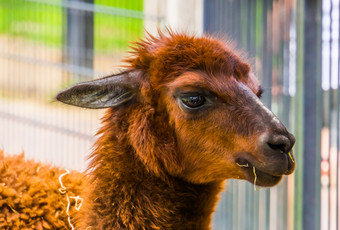 可爱的特写镜头的脸棕色（的）羊驼受欢迎的宠物的动物农场热带动物specie从美国
