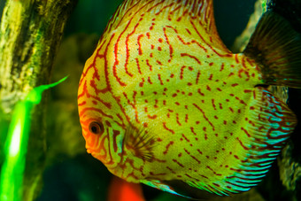 关闭的脸蓝色的铁饼鱼受欢迎的热带水族馆宠物水产养殖热带鱼specie从的亚马逊盆地