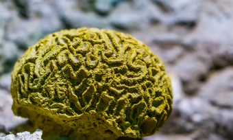 黄色的槽大脑珊瑚特写镜头海洋生活<strong>背景</strong>受欢迎的装饰宠物水产<strong>养殖</strong>无脊椎动物specie从的加勒比海