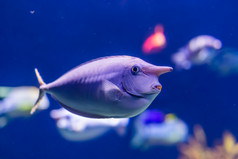 特写镜头肖像unicornfish有趣的热带鱼specie受欢迎的水族馆宠物