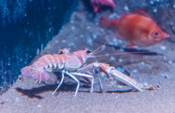 挪威龙虾的底的水族馆特写镜头受欢迎的宠物水产养殖