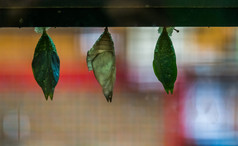 多样化的蝴蝶茧特写镜头热带昆虫物种幼虫变质作用entomoculture