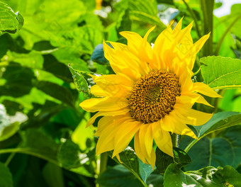 特写镜头<strong>向日葵</strong>布鲁姆在夏天季节受欢迎的装饰花园花自然背景
