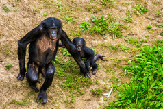 妈妈。倭黑猩猩走在一起与她的婴儿人类猿婴儿俾格米人黑猩猩濒临灭绝的灵长类动物specie从非洲