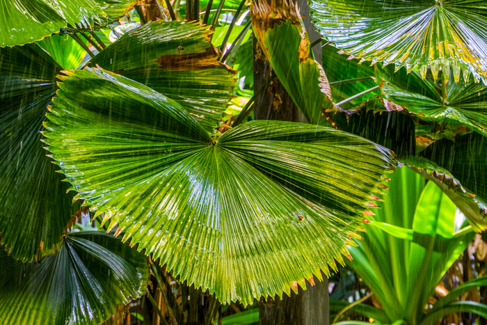 中国人风扇棕榈植物在多雨的天气美丽的热带自然背景