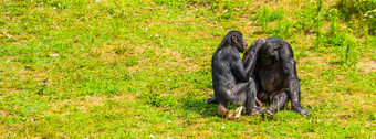 人类猿梳理每一个其他邦博夫妇俾格米人黑猩猩社会<strong>灵</strong>长类动物行为濒临<strong>灭</strong>绝的动物specie从非洲