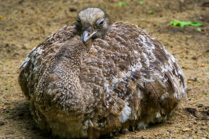 达尔文rsquo土卫五坐着的地面特写镜头热带不会飞的鸟specie从美国