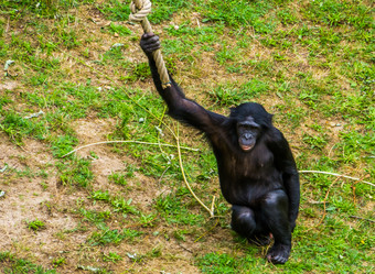 特写镜头倭黑猩猩持有摇摆不定的绳子人类猿俾格米人黑猩猩濒临<strong>灭</strong>绝的<strong>灵</strong>长类动物specie从非洲