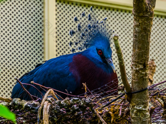 特写镜头维多利亚加冕<strong>鸽子</strong>坐着它的巢鸟繁殖季节色彩斑斓的在哪里从新几内亚
