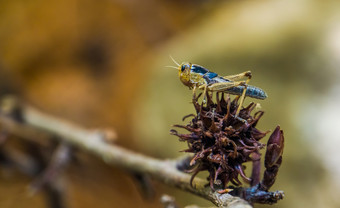 宏特写镜头蝗虫受欢迎的昆虫从欧亚大陆蚱蜢物种
