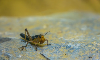 宏特写镜头肖像蝗虫受欢迎的昆虫从欧亚大陆蚱蜢物种