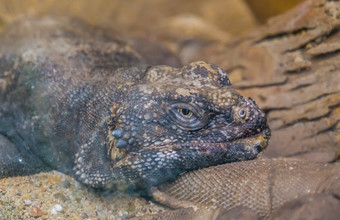 常见的咕咕咕咕脸特写镜头异国情调的蜥蜴鬣蜥specie从墨西哥