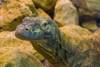 科莫多龙脸特写镜头热带监控蜥蜴从印尼脆弱的动物specie