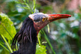 北部秃宜必思与它的脸特写镜头热带不涉水鸟濒临灭绝的动物specie从非洲