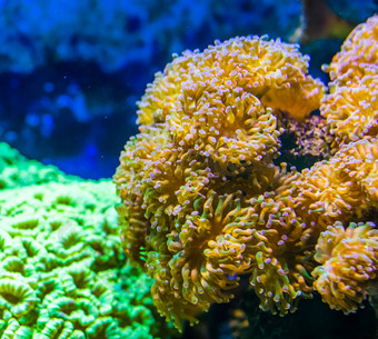 大地毯叶状体海海葵多石的珊瑚specie受欢迎的水族馆宠物水产养殖海洋生活背景