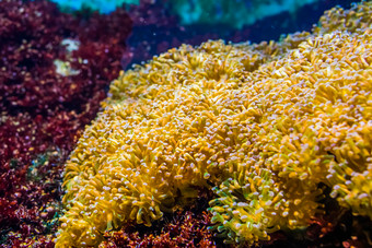 叶状体海海葵床上多石的珊瑚specie受欢迎的水族馆宠物水产养殖海洋生活背景