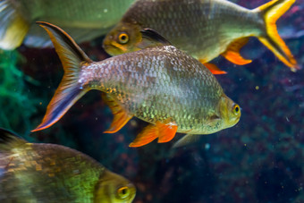 特写镜头肖像锡纸barb受欢迎的热带水族馆宠物水产养殖异国情调的鱼specie从亚洲