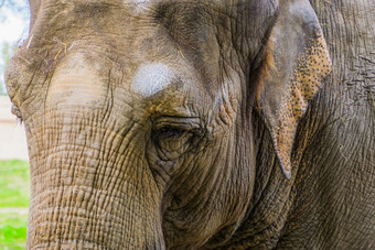 特写镜头的脸亚洲<strong>大象</strong>美丽的肖像濒临灭绝的动物specie从亚洲