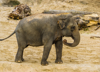 特写镜头肖像亚洲大象濒临灭绝的动物specie从亚洲