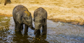 年轻的亚洲大象夫妇站的水社会动物行为濒临灭绝的动物specie从亚洲