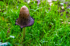 毛发粗浓杂乱的鬃毛蘑菇与新鲜的打开帽真菌specie从欧洲和美国