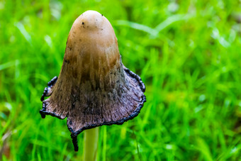 特写镜头的打开帽毛发粗浓杂乱的鬃毛蘑菇真菌specie从欧洲和美国