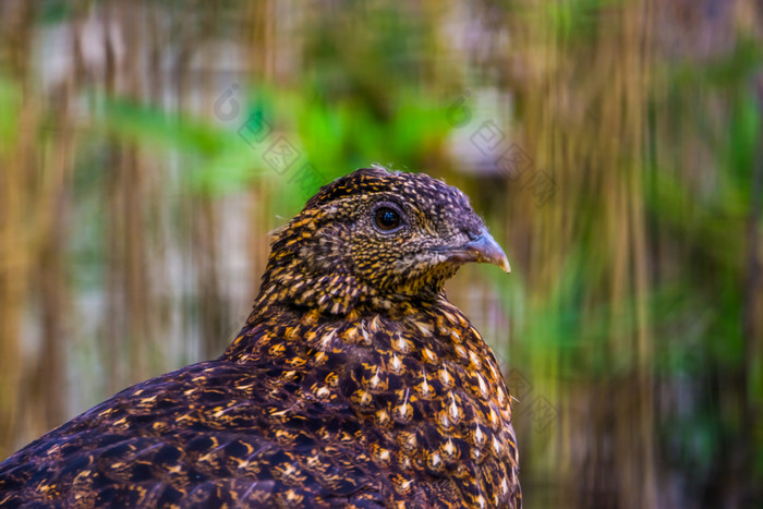 女深红色的角野鸡与它的脸特写镜头热带鸟specie从的喜马拉雅山脉山亚洲