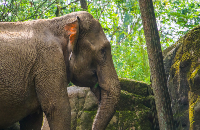 的脸亚洲大象特写镜头濒临灭绝的动物specie从亚洲