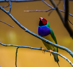 特写镜头gouldian雀坐着树色彩斑斓的热带鸟specie从澳大利亚