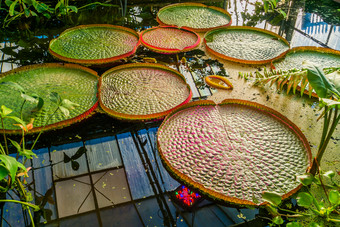 特写镜头维多利亚amazonica洛伍德混合动力热带水礼来公司植物与巨大的叶子