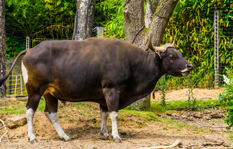 肖像黑色的banteng牛的牧场濒临灭绝的动物specie从印尼