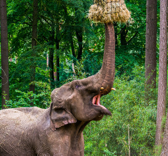 特写镜头亚洲大象抓住有动物园动物喂养濒临灭绝的动物specie从亚洲
