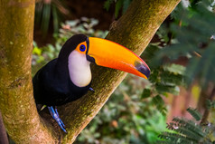 美丽的特写镜头华美巨嘴鸟坐着树热带鸟specie从美国