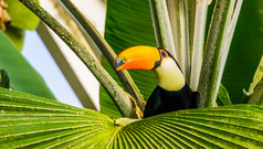 特写镜头华美巨嘴鸟坐着热带树异国情调的鸟specie从美国