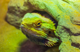 的脸有胡子的龙蜥蜴那隐藏下岩石热带爬行动物specie受欢迎的玻璃容器宠物herpetoculture