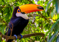 美丽的肖像华美巨嘴鸟坐着树热带鸟specie从美国