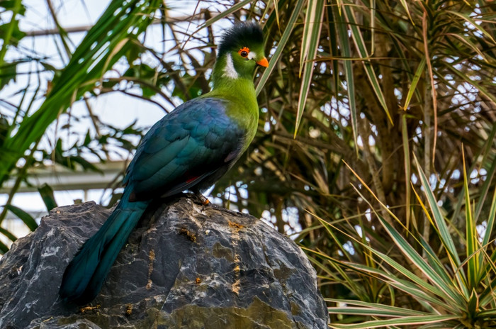 肖像白色无礼地说Turaco坐着岩石色彩斑斓的热带鸟specie从非洲