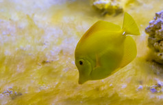 特写镜头肖像黄色的唐鱼一个的大多数受欢迎的鱼水产养殖热带鱼从夏威夷