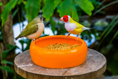 特写镜头gouldian雀夫妇吃种子从碗色彩斑斓的热带鸟specie从澳大利亚