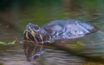 美丽的特写镜头坎伯兰滑块乌龟游泳的水热带爬行动物specie从美国
