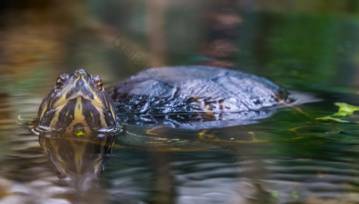 特写镜头坎伯兰滑块乌龟游泳的水和看的相机热带爬行动物specie从美国