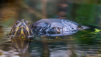 特写镜头坎伯兰滑块乌龟游泳的水和看的相机热带爬行动物specie从美国