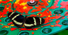 宏特写镜头款rsquoLongwing蝴蝶热带昆虫specie从科斯塔黎加美国