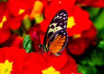 宏<strong>特写</strong>镜头肖像老虎Longwing<strong>蝴蝶</strong>红色的<strong>花</strong>色彩斑斓的热带昆虫specie从墨西哥<strong>和</strong>秘鲁