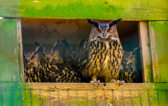 家庭欧亚鹰猫头鹰在一起受欢迎的鸟specie形式欧亚大陆